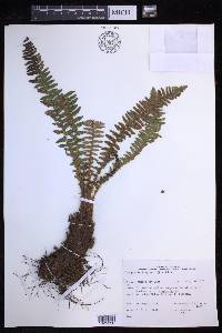 Dryopteris fragrans image