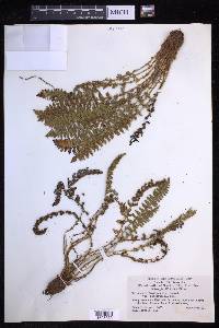 Dryopteris fragrans image