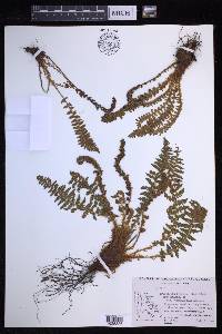 Dryopteris fragrans image