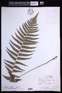 Dryopteris ludoviciana image