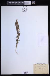 Dryopteris fragrans image