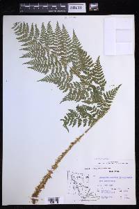 Dryopteris expansa image