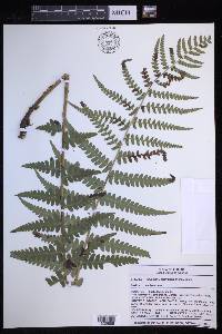 Dryopteris ludoviciana image