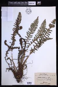 Dryopteris fragrans image