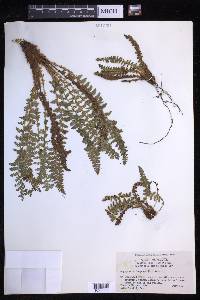 Dryopteris fragrans image