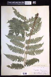 Dryopteris goldieana image