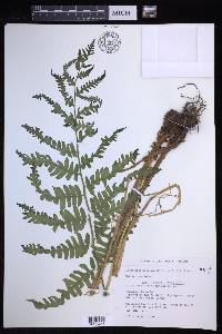 Dryopteris goldieana image