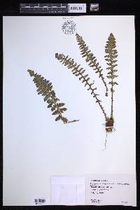 Dryopteris fragrans image