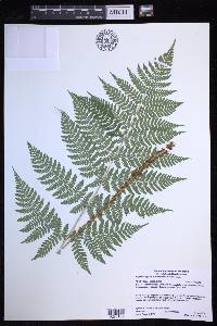 Dryopteris expansa image