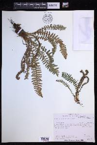 Dryopteris fragrans image