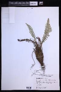 Dryopteris fragrans image