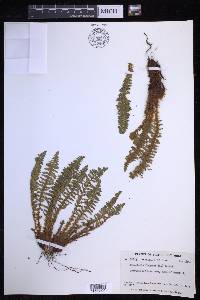 Dryopteris fragrans image