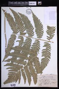 Dryopteris goldieana image