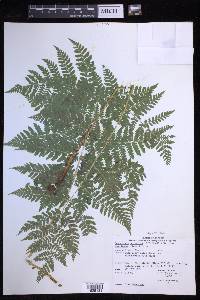 Dryopteris expansa image