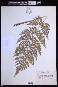 Dryopteris expansa image