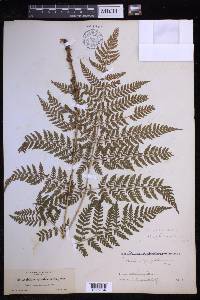 Dryopteris expansa image