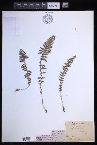 Dryopteris fragrans image