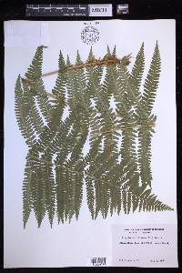 Dryopteris filix-mas image