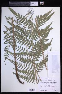 Dryopteris ludoviciana image