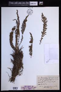 Dryopteris fragrans image