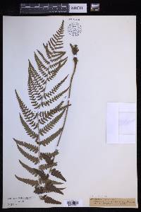 Dryopteris ludoviciana image