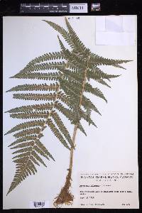 Dryopteris filix-mas image