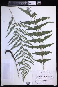 Dryopteris ludoviciana image