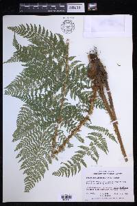 Dryopteris expansa image