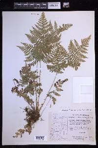 Dryopteris expansa image