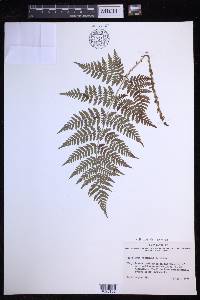 Dryopteris expansa image