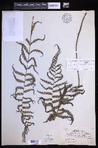 Coryphopteris pectiniformis image