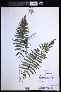 Coryphopteris nipponica image