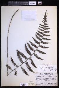 Coryphopteris habbemensis image