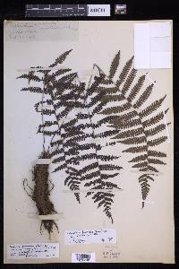 Coryphopteris pubirachis var. philippinensis image