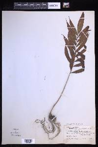 Grypothrix salicifolia image