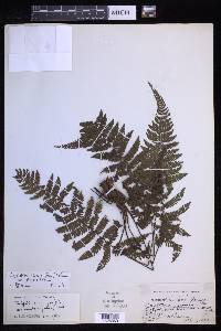 Coryphopteris viscosa image