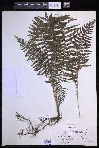 Coryphopteris nipponica image