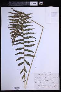 Coryphopteris nipponica image