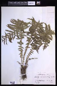 Coryphopteris nipponica image