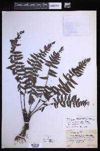 Coryphopteris squamipes image