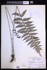 Coryphopteris habbemensis image