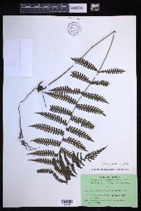 Coryphopteris hirsutipes image