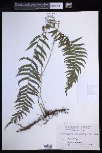 Coryphopteris nipponica image