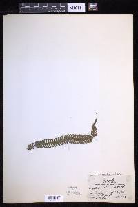 Mesophlebion echinatum image