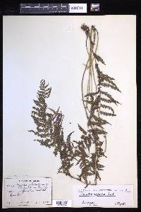 Coryphopteris nipponica image