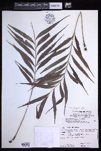 Grypothrix salicifolia image