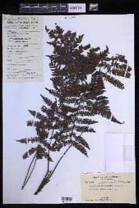 Coryphopteris viscosa image