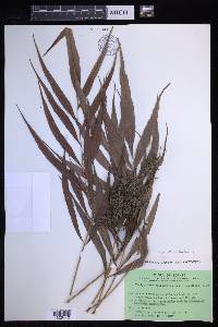 Grypothrix salicifolia image