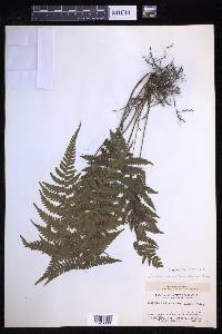Coryphopteris hirsutipes image