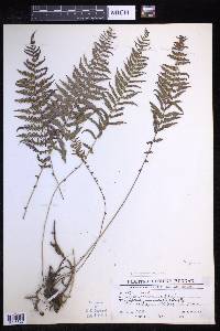 Coryphopteris nipponica image